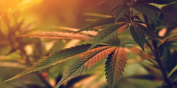 About – Plant